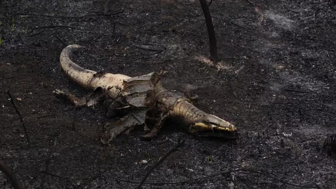 Grupo t&eacute;cnico arrecada alimentos para animais afetados pelos inc&ecirc;ndios no Pantanal