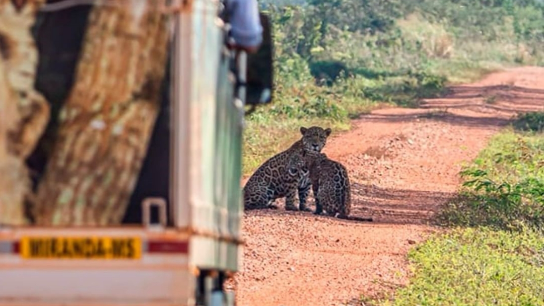 Foto de on&ccedil;a e filhotes vivos &eacute; conforto em fazenda amea&ccedil;ada pelo fogo