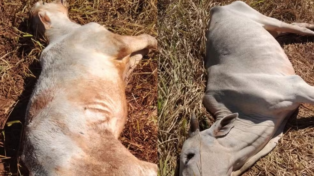 Mais de 540 animais morreram de frio em Mato Grosso do Sul