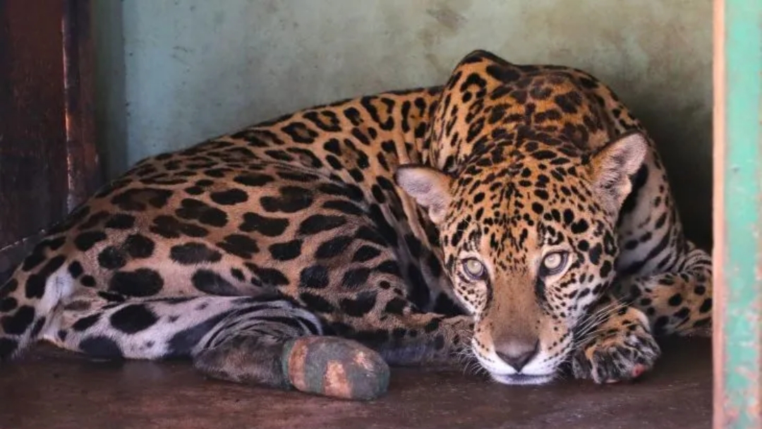 Com tratamento espec&iacute;fico, on&ccedil;as-pintadas se recuperam e Miranda pode voltar &agrave; natureza em 30 dias