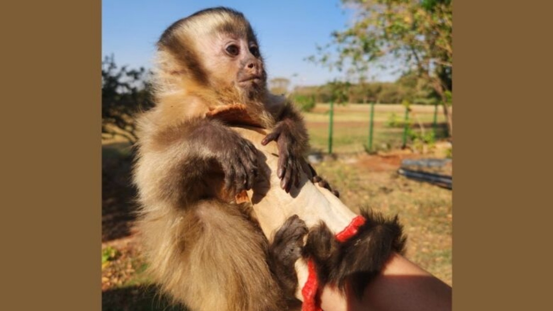 Mulher &#039;compra&#039; filhote de macaco-prego v&iacute;tima de maus-tratos e o entrega &agrave; pol&iacute;cia