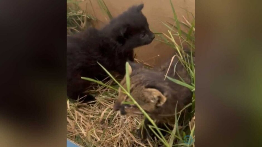 Filhotes de gato-palheiro s&atilde;o resgatados em regi&atilde;o pr&oacute;ximo de inc&ecirc;ndio 