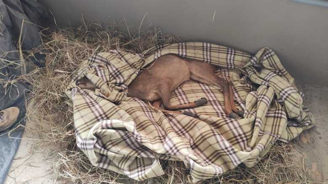 Com queimaduras nas patas, veado &eacute; resgatado em &aacute;rea de queimada no Pantanal de MT