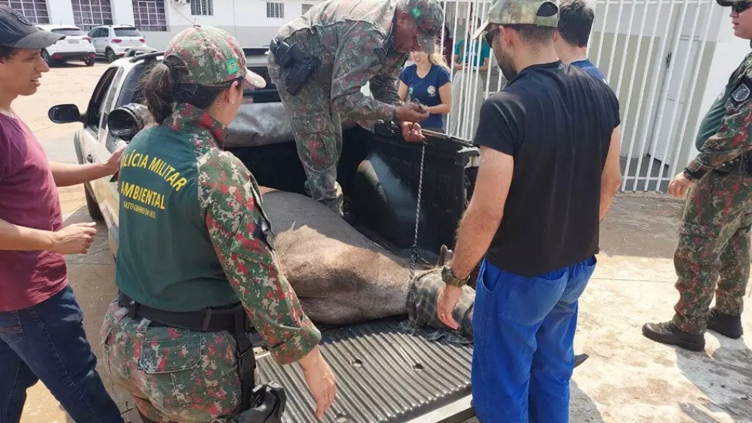 Anta &eacute; sedada tr&ecirc;s vezes para ser resgatada de escola 