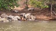 Gado morre atolado dentro do Rio Taquari em Coxim