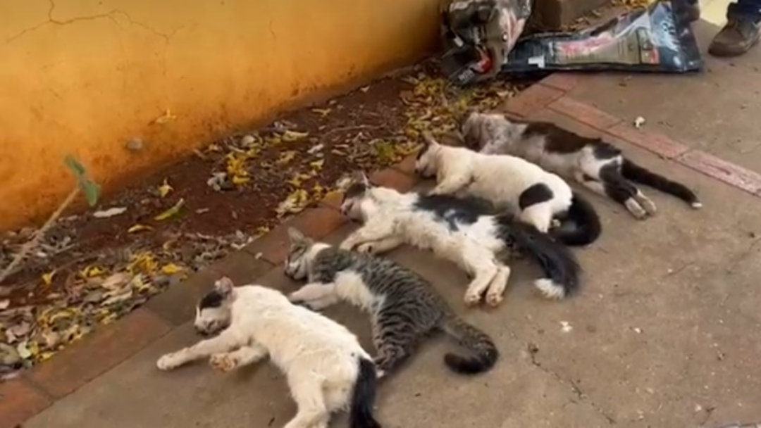 Massacre de gatos em Campo Grande, mais de 20 animais s&atilde;o envenenados