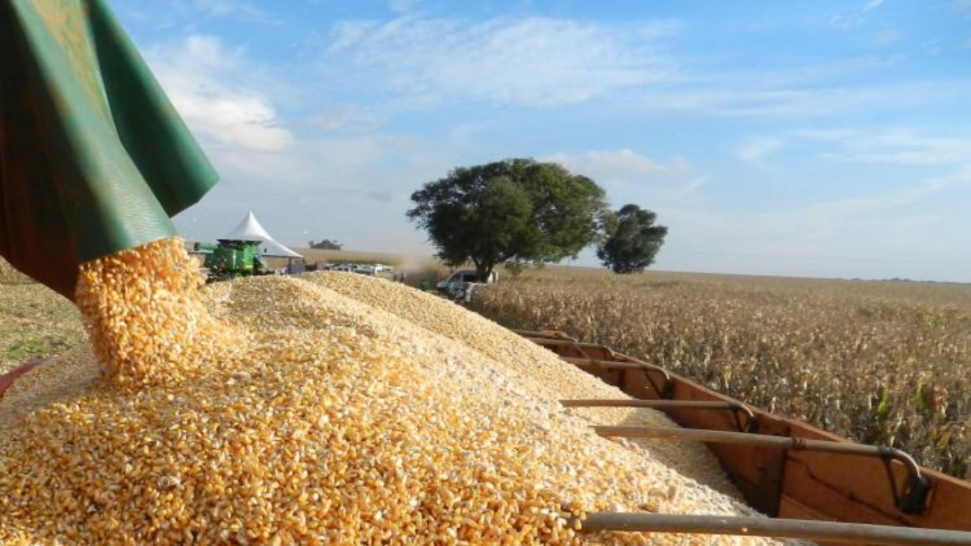 Nova estimativa da Famasul projeta queda de 30% na produtividade de milho em Sidrol&acirc;ndia