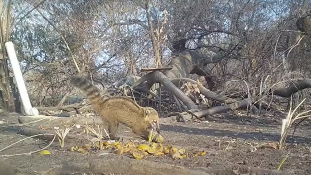 Animais silvestres afetados por inc&ecirc;ndios recebem alimentos e &aacute;gua no Pantanal