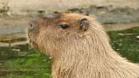 Capivara brasileira foge de zool&oacute;gico na Inglaterra; equipes buscam o animal