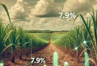 Produtividade da Cana-de-A&ccedil;&uacute;car em MS cai 7,9% na safra