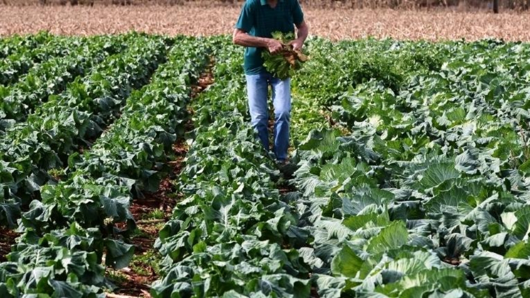 Pre&ccedil;os de hortali&ccedil;as caem em agosto, segundo Boletim Prohort da Conab