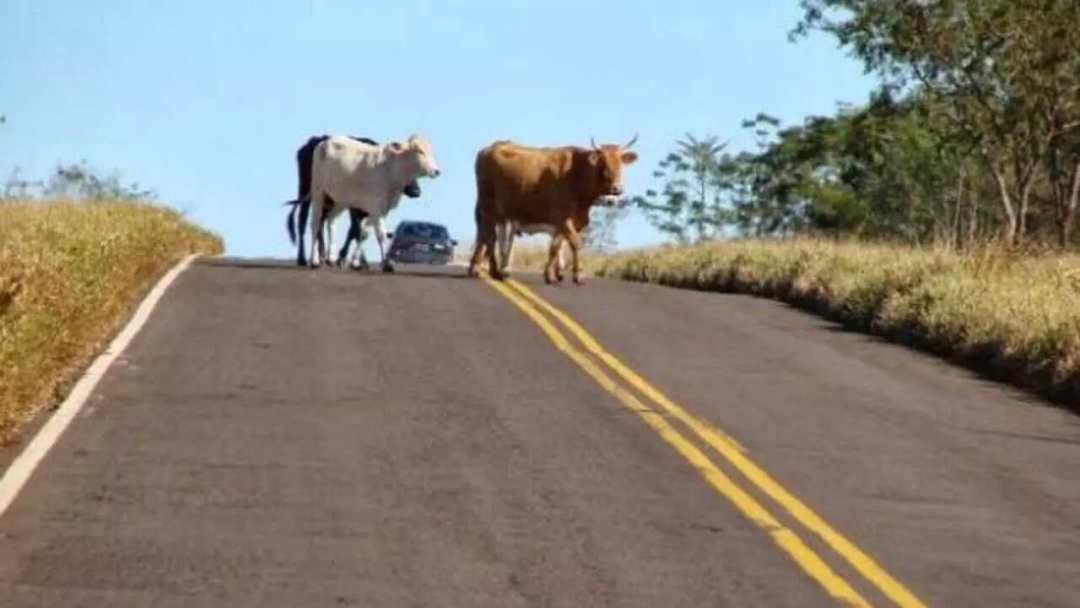 Vacas invadem trecho de BR e deixam ferimentos em motorista