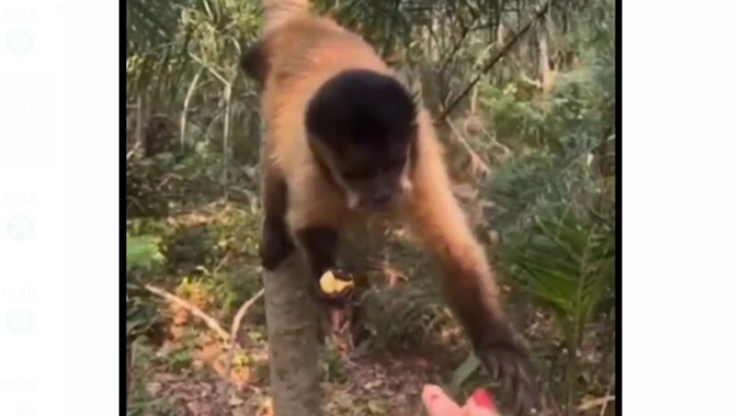 Mulher &eacute; multada em mais de R$ 4 mil ap&oacute;s alimentar macaco-prego com salgadinho