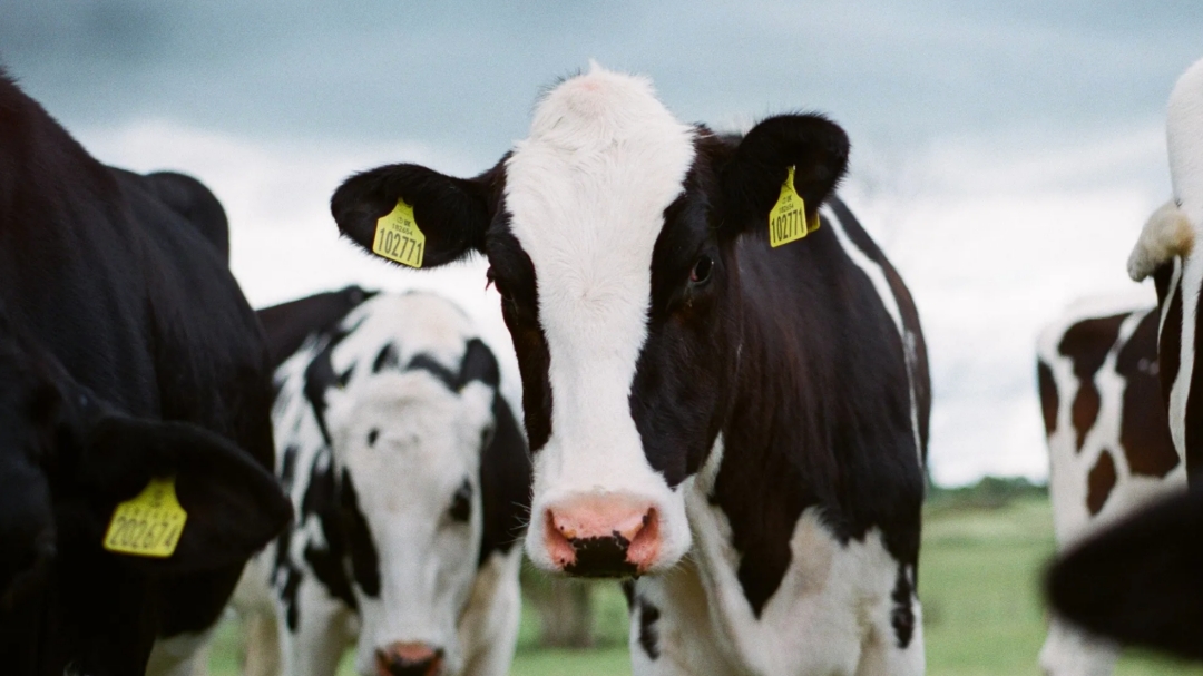 Governo de Marrocos isenta impostos para importa&ccedil;&atilde;o de carne bovina e caprina do Brasil