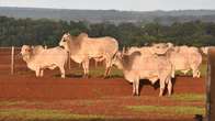 Arroba vai a R$ 300 e carne bovina deve ficar mais cara 