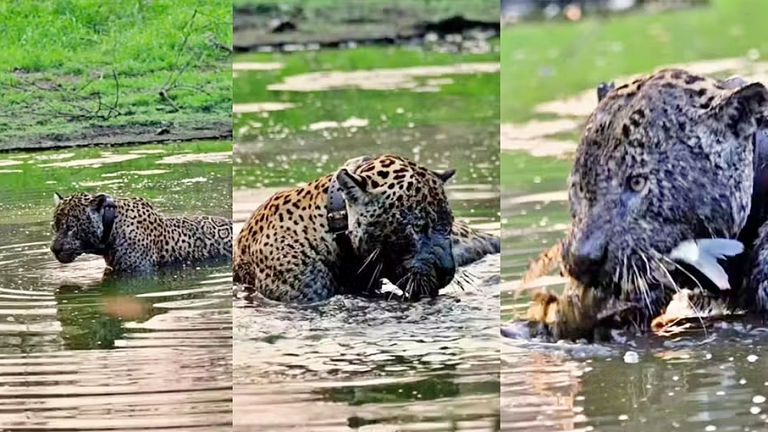 Bi&oacute;logo v&ecirc; pela primeira vez on&ccedil;a-pintada ca&ccedil;ando em a&ccedil;ude de MS