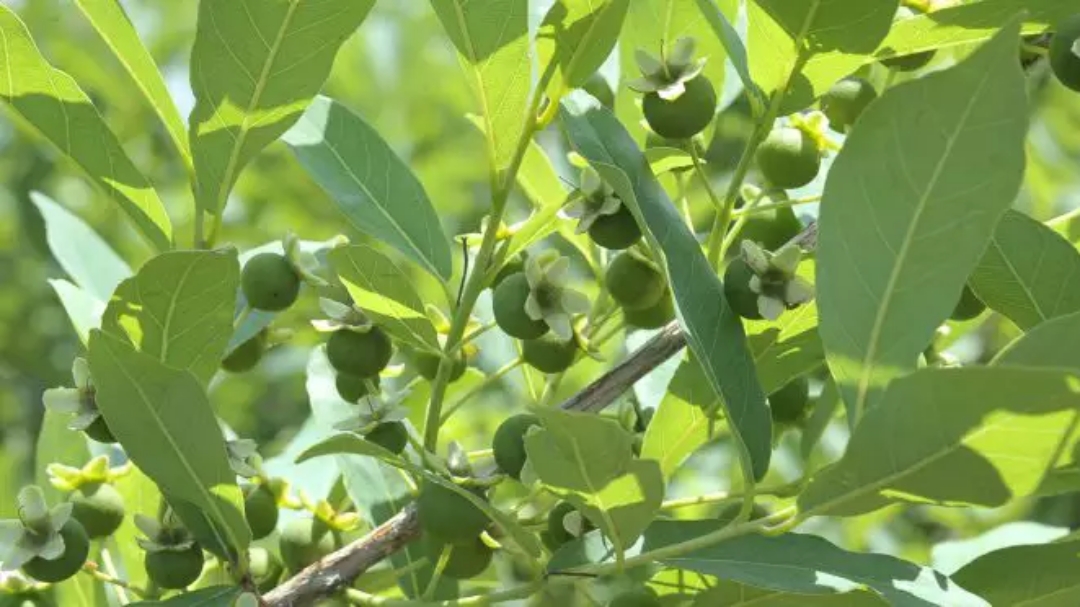 Mulher denuncia que cunhada desapareceu durante colheita de guavira em fazenda