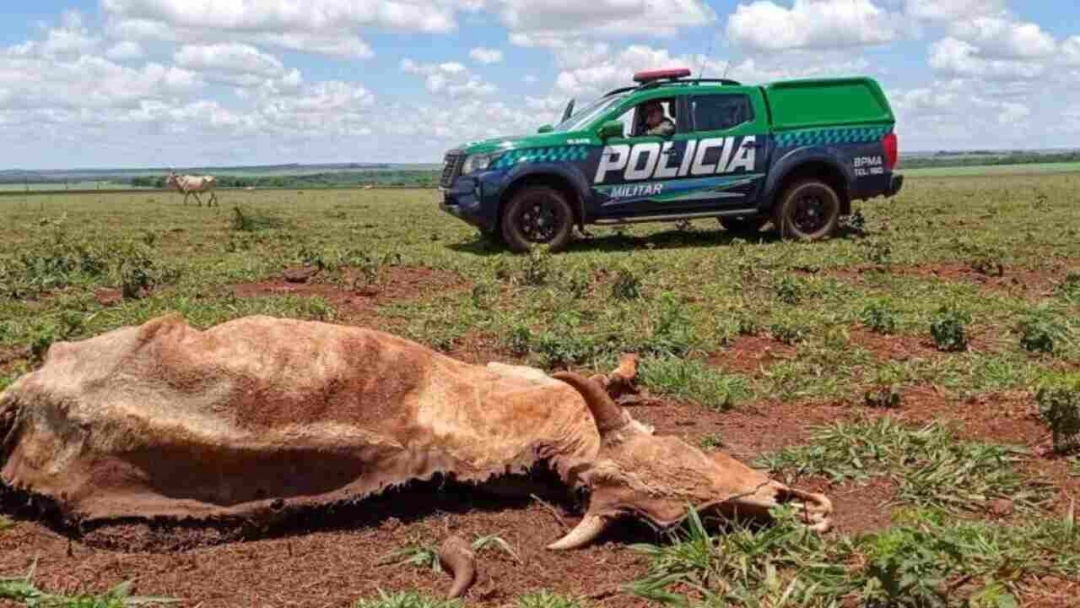 Pecuarista &eacute; multado em mais de R$ 15 mil por deixar gado morrer de fome