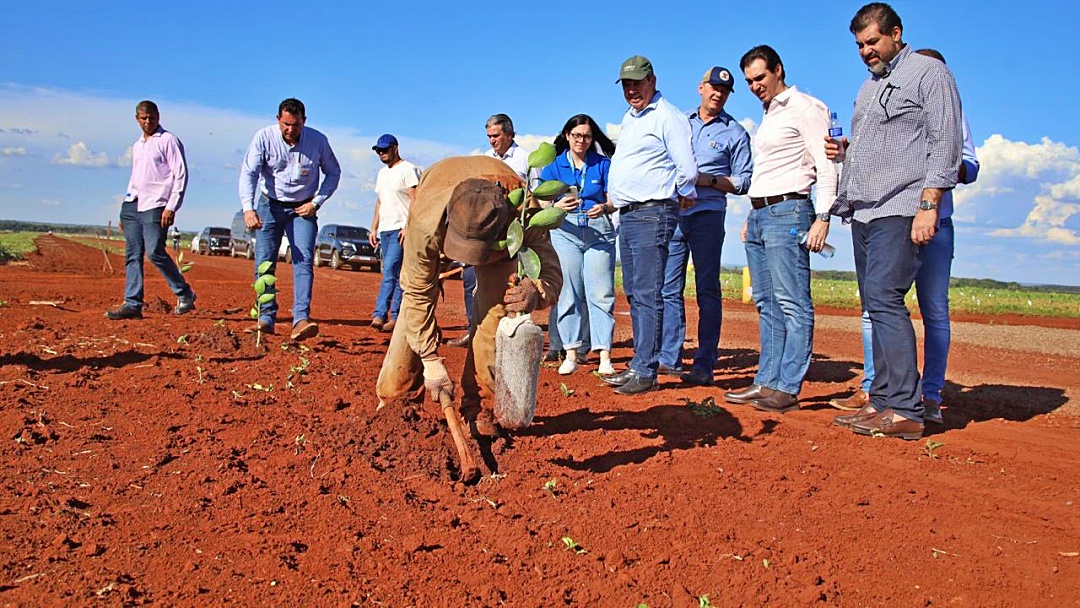 Riedel acompanha plantio na Aracoara que j&aacute; tem 1.000 hectares de laranja plantados