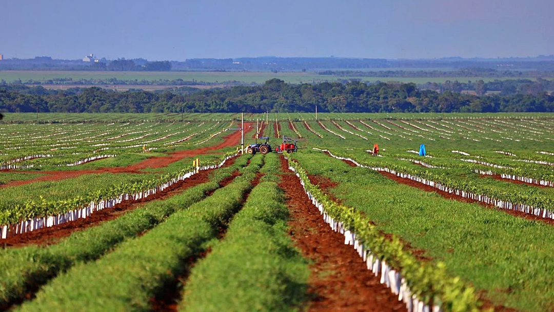 Riedel acompanha plantio na Aracoara que j&aacute; tem 1.000 hectares de laranja plantados