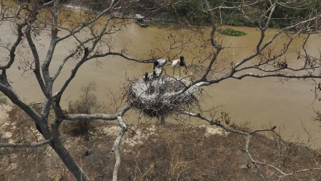 &Aacute;rea alagada do Pantanal cai 61% em 35 anos, aponta MapBiomas