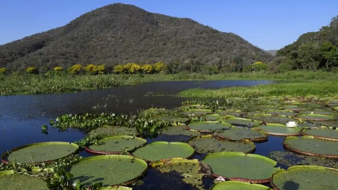 Lei do Pantanal e Plano MS Carbono Neutro ser&atilde;o destaque 