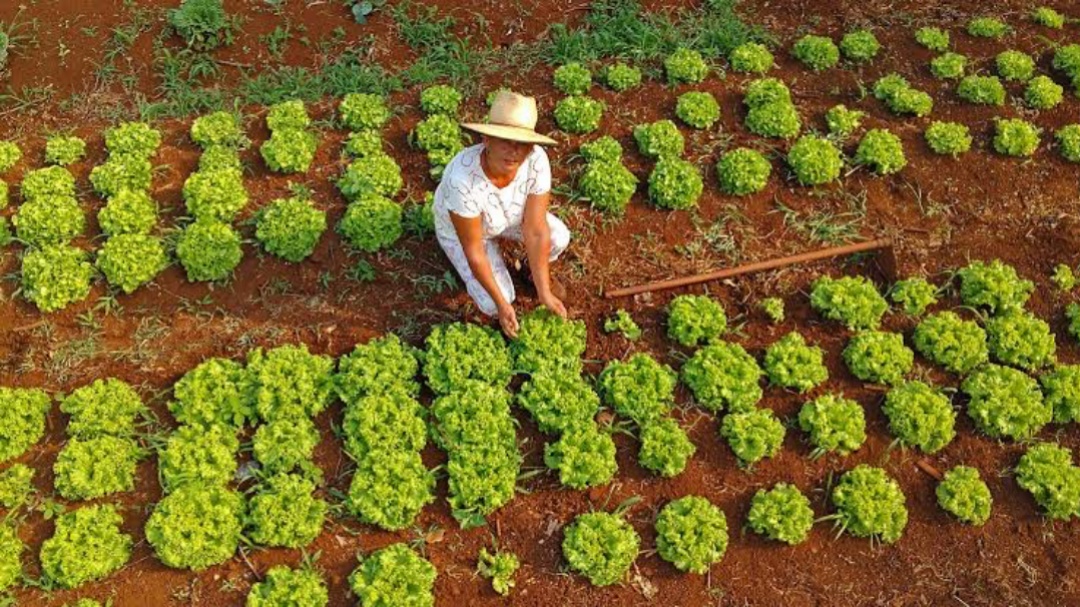 Assentados esperam faturar R$ 1,3 milh&atilde;o em 2025 com vendas para merenda