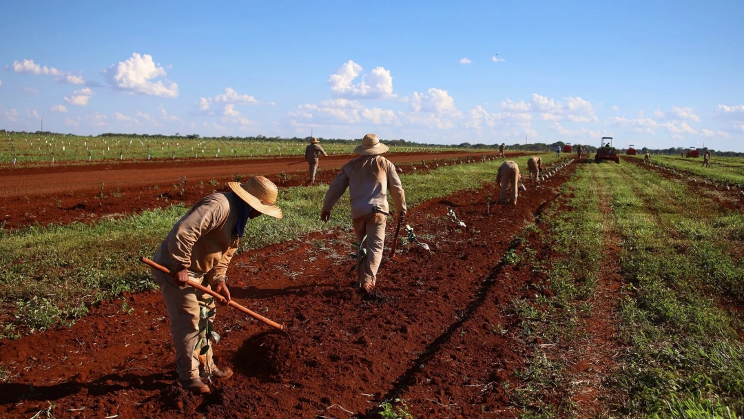 Governo oferece isen&ccedil;&atilde;o fiscal para produtores de laranja adimplentes 