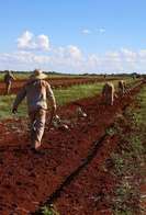 Governo oferece isen&ccedil;&atilde;o fiscal para produtores de laranja adimplentes 