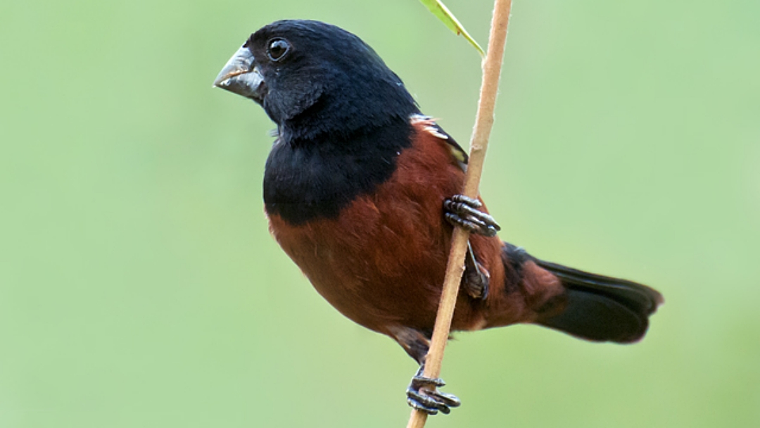 PRF escuta canto de p&aacute;ssaro em abordagem e descobre tr&aacute;fico de aves amea&ccedil;adas de extin&ccedil;&atilde;o