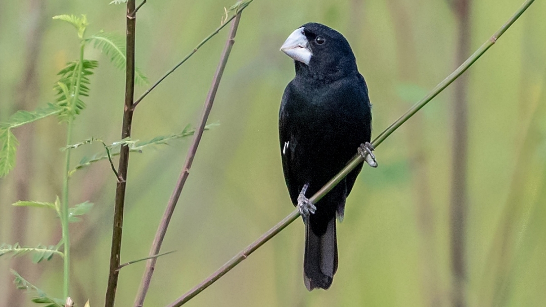 PRF escuta canto de p&aacute;ssaro em abordagem e descobre tr&aacute;fico de aves amea&ccedil;adas de extin&ccedil;&atilde;o