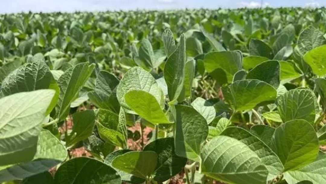 &Aacute;rea plantada de soja em Mato Grosso do Sul deve ser declarada at&eacute; 10 de janeiro