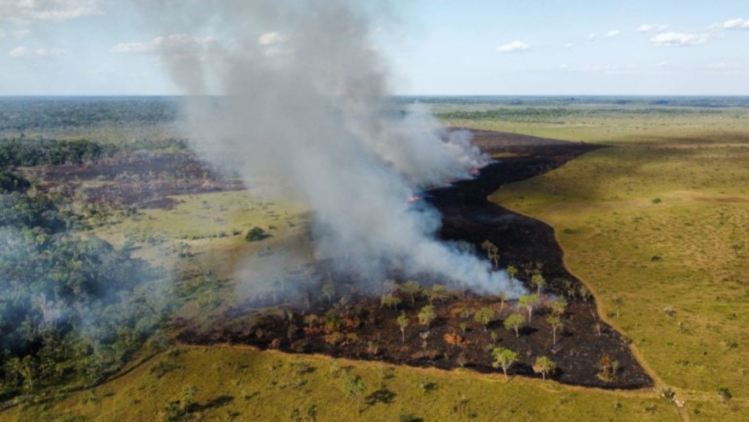 Amaz&ocirc;nia tem diversidade empobrecida por inc&ecirc;ndios florestais