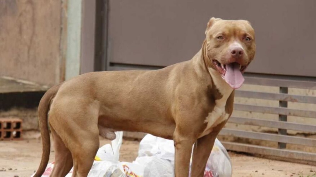 Fam&iacute;lia &eacute; atacada por pitbull em Nova Alvorada do Sul