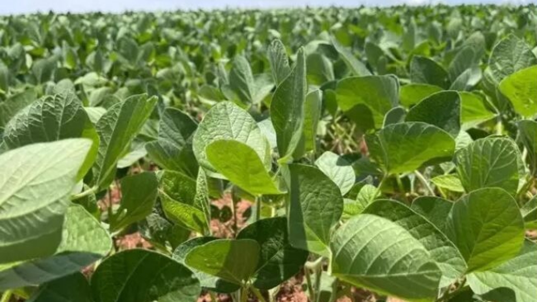 &Aacute;rea plantada de soja em MS deve ser declarada at&eacute; 10 de janeiro