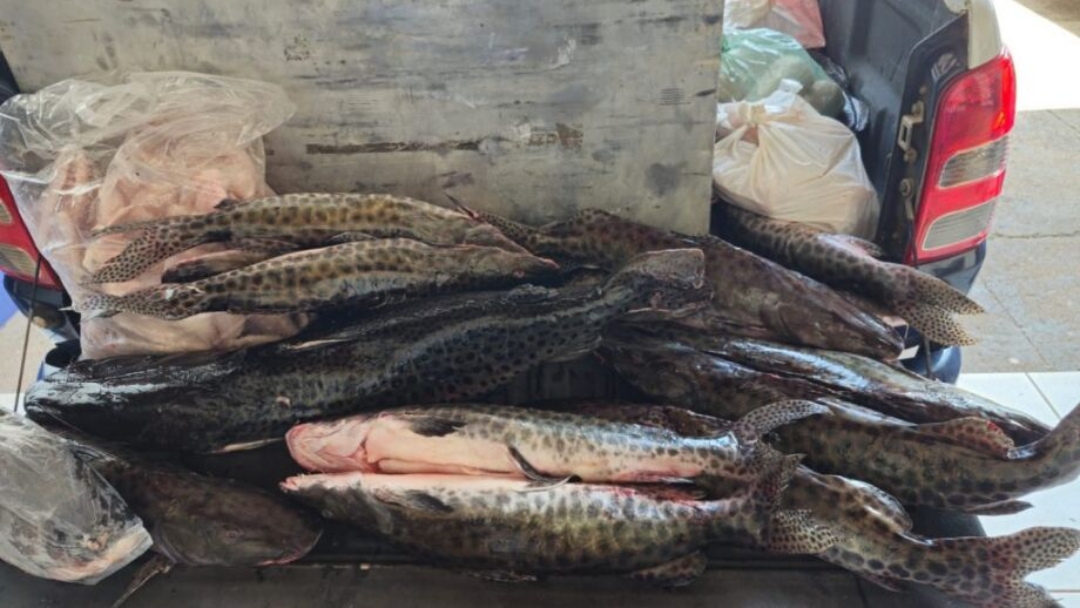 Em menos de 50 dias, Opera&ccedil;&atilde;o Piracema j&aacute; apreendeu mais de 400 kg de pescado 