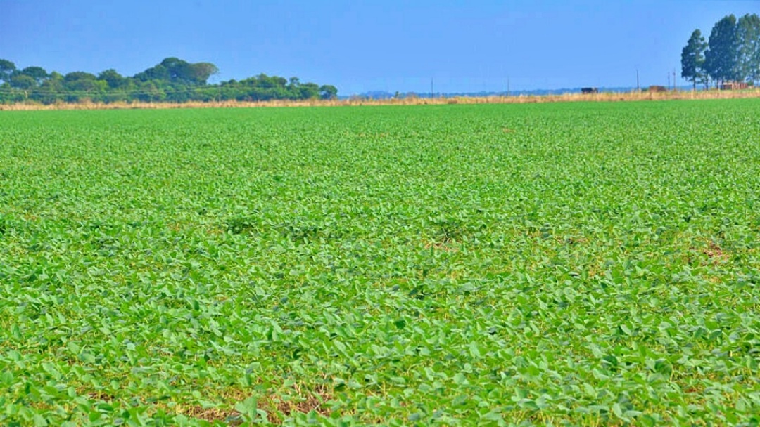 Parcerias reforçam orçamento nos assentamentos onde 52,33% tem renda per capita de R$ 706,00