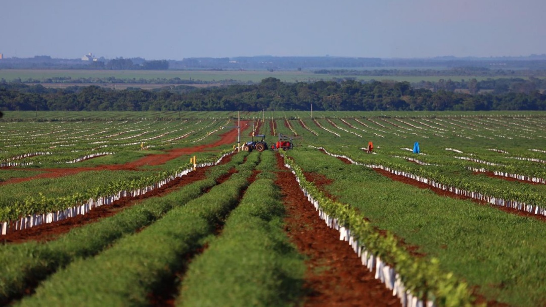 Quebra Coco ter&aacute; primeiro polo para produ&ccedil;&atilde;o de laranja em fazenda de 860 hectares