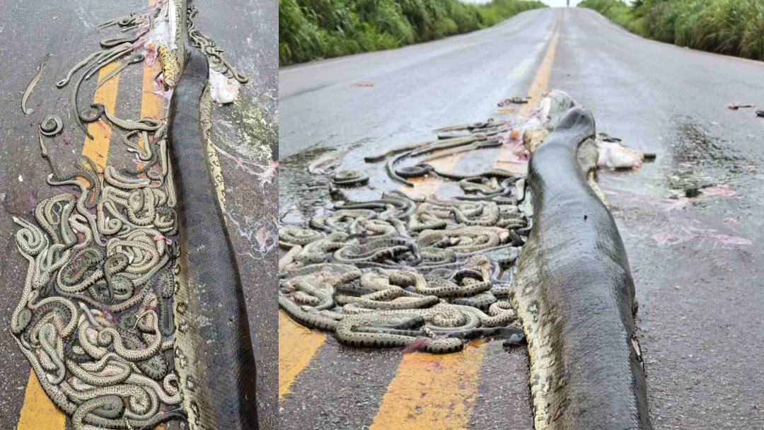 Sucuri gr&aacute;vida aparece morta em rodovia e in&uacute;meros filhotes ficam espalhados pela pista