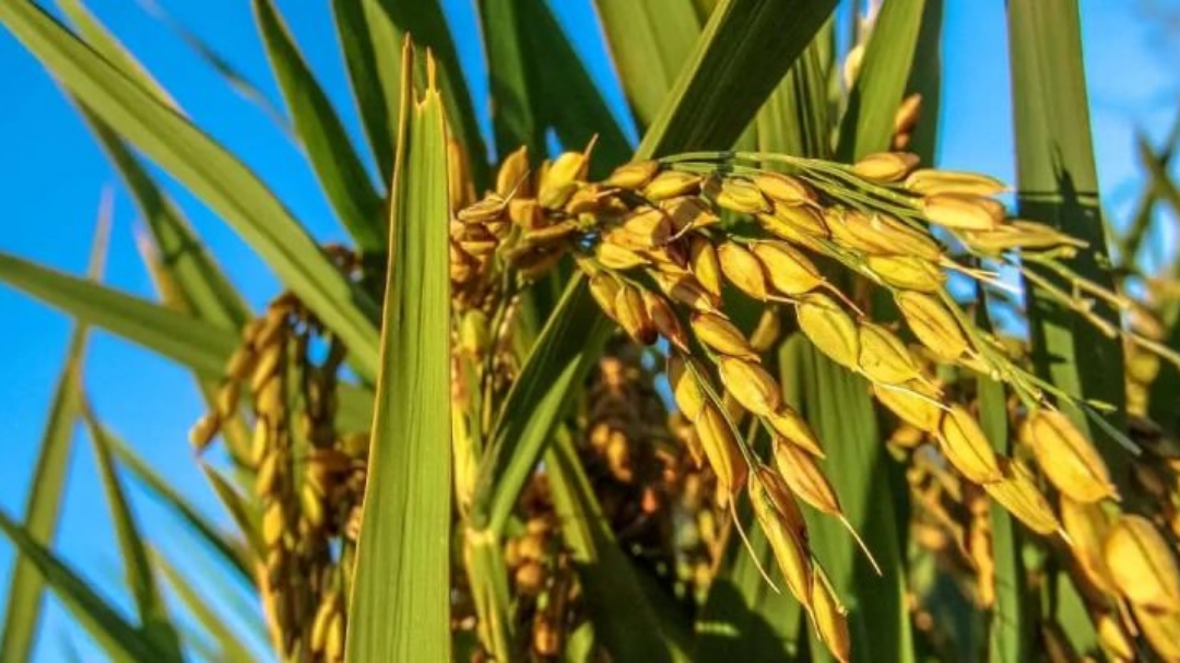 Produ&ccedil;&atilde;o de arroz no Brasil pode ser a maior em sete anos