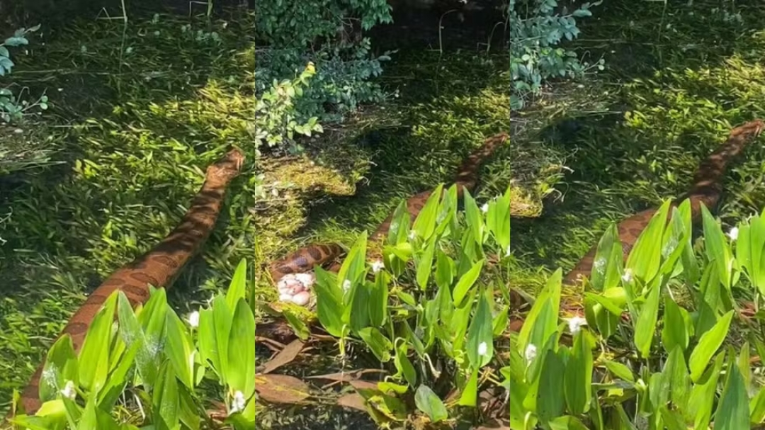 Sucuri gigante &eacute; flagrada ca&ccedil;ando capivara em rio de &aacute;gua cristalina de MS