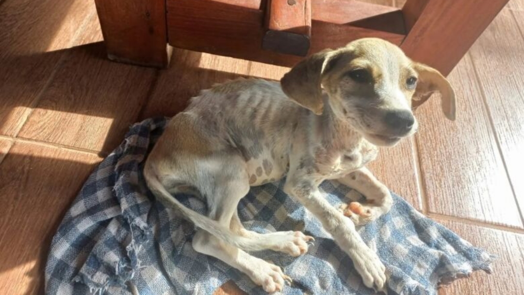 Maus-tratos a animais em MS podem ser denunciados online