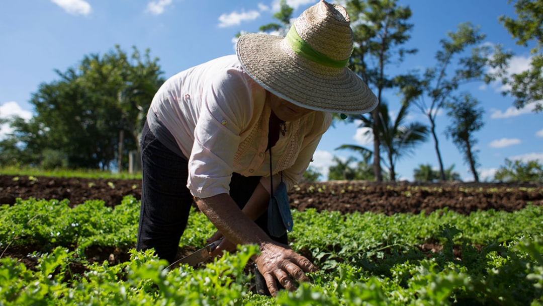 Parceria com agronegócio ajuda a melhorar renda e tira 42% dos assentados do bolsa família