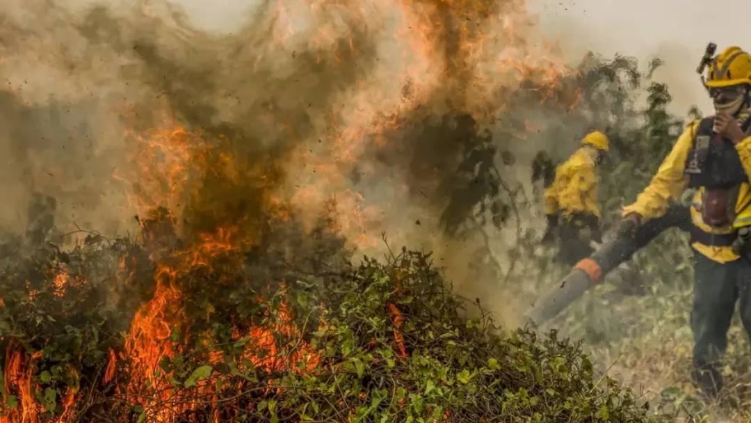 Pantanal teve 17% da &aacute;rea queimada em 2024, aponta sat&eacute;lite