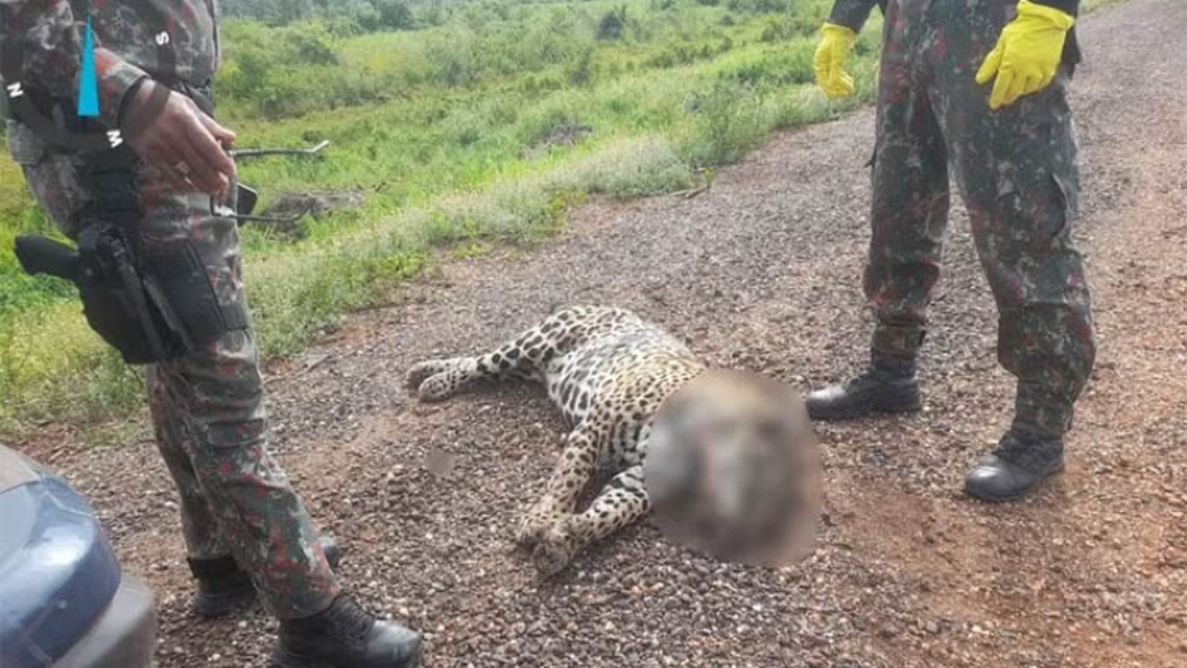 Atropelamentos matam quase 200 animais por m&ecirc;s em trecho na BR-262 