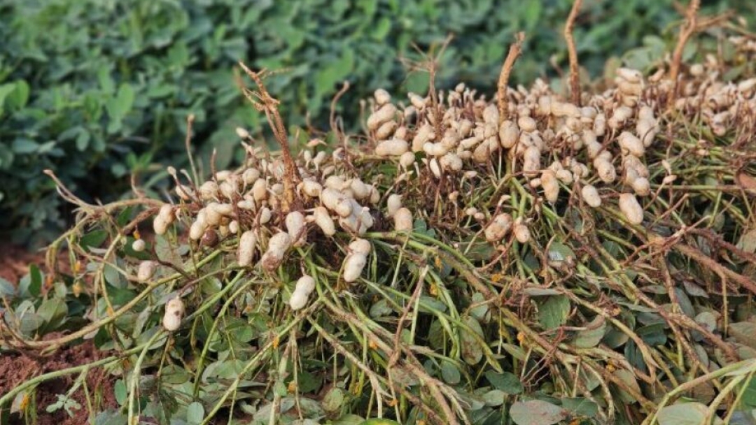 Amendoim ganha espa&ccedil;o e Mato Grosso do Sul se torna o 2&ordm; maior produtor do Brasil