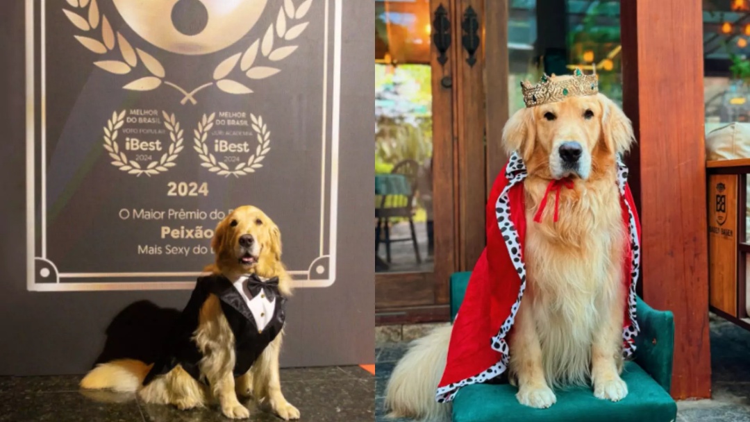 O charme de MS: cachorro é coroado o ‘mais sexy do Brasil