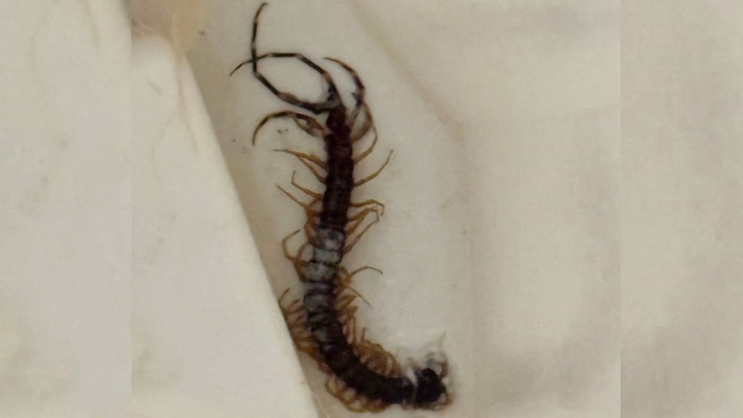 Propriet&aacute;rios descumprem legisla&ccedil;&atilde;o; terrenos viram criadouro do Aedes aegypti e animais pe&ccedil;onhentos