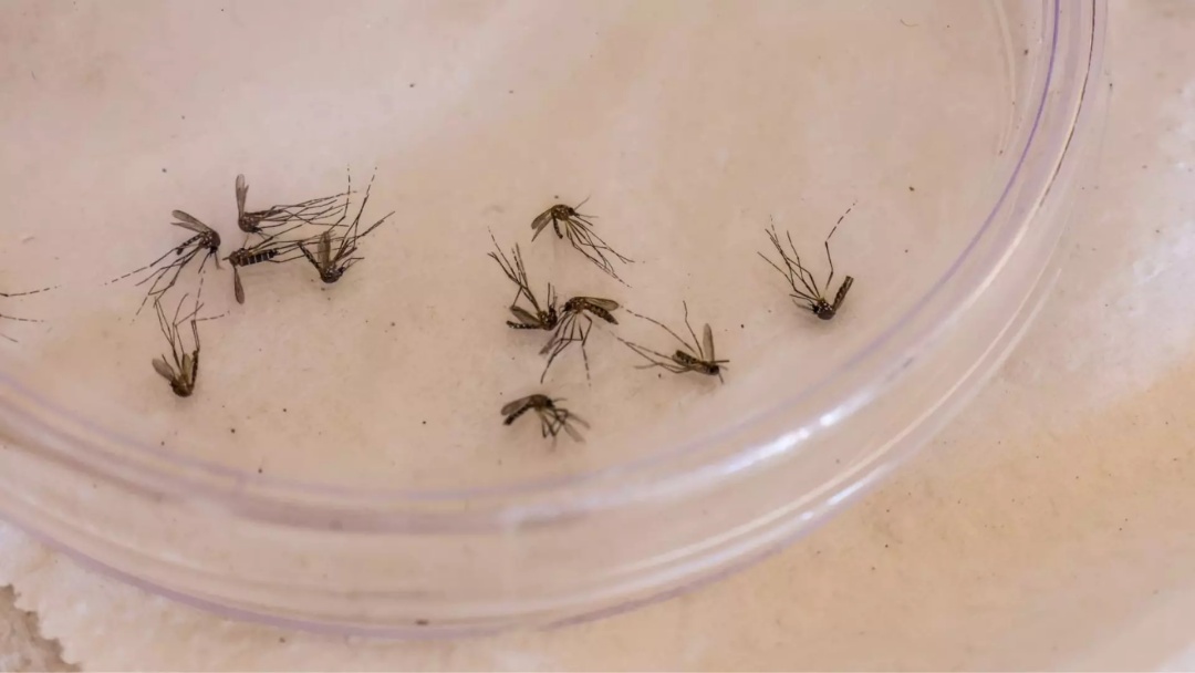 Mato Grosso do Sul registra 93 casos confirmados de dengue tipo 3 em 2024