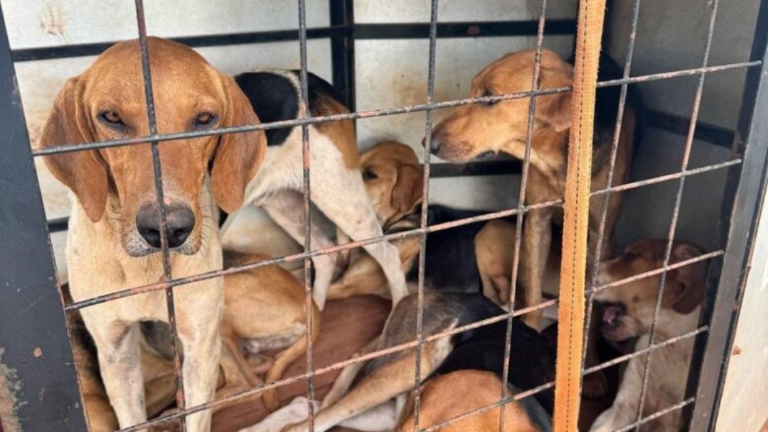 Pol&iacute;cia prende homem por ca&ccedil;a ilegal e maus-tratos a animais